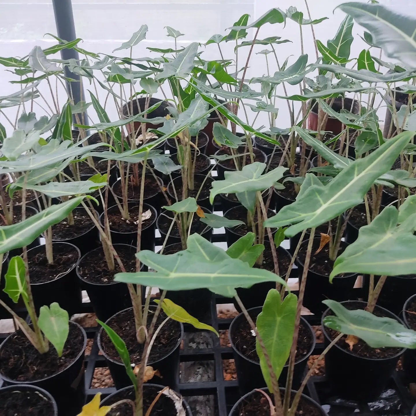 Catalogue Urban Green in Ernakulam Justdial