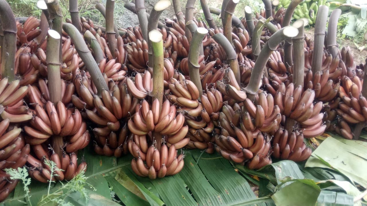 V.R. Banana Merchant Traders in Sathyamangalam, Erode - Best Fruit  Wholesalers in Erode - Justdial