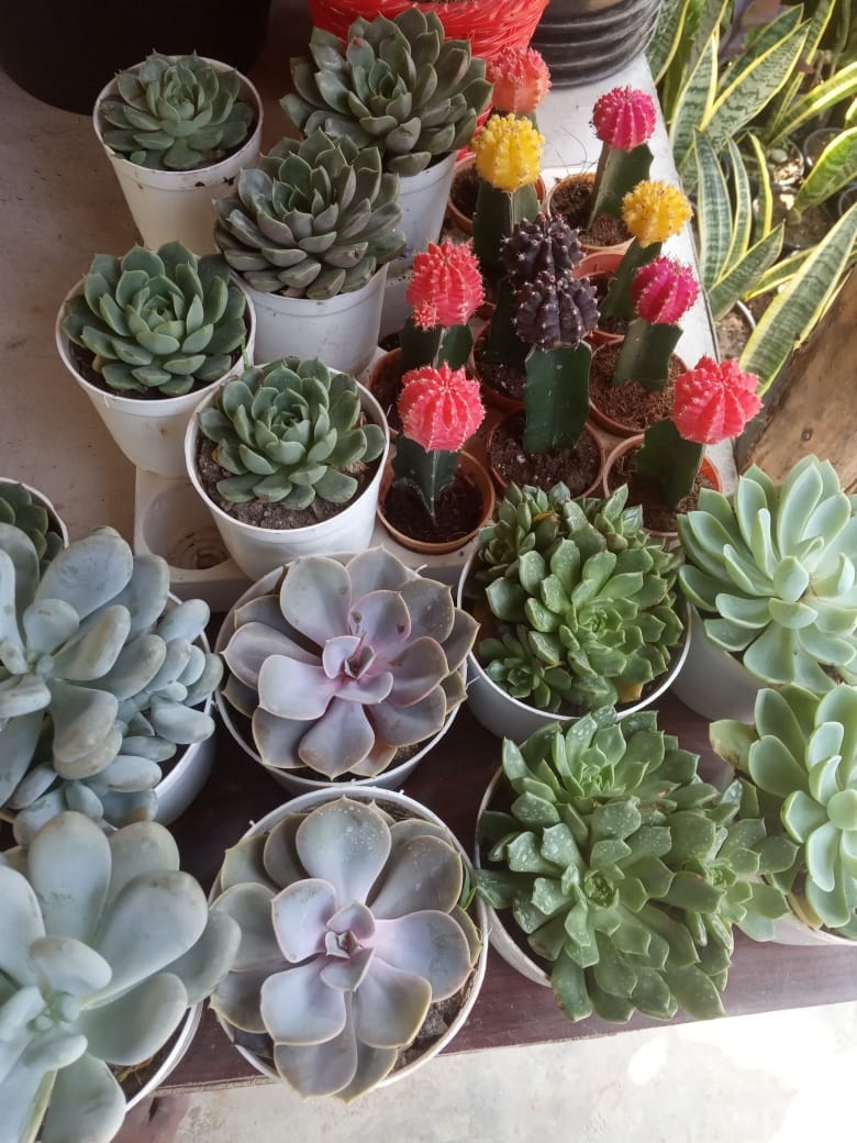 Catalogue Thind Nursery Farm in Fatehabad Haryana Justdial