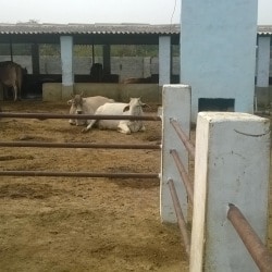 Nandini Dairy in Jarauli,Fatehpur-uttar Pradesh - Best Dairy ...