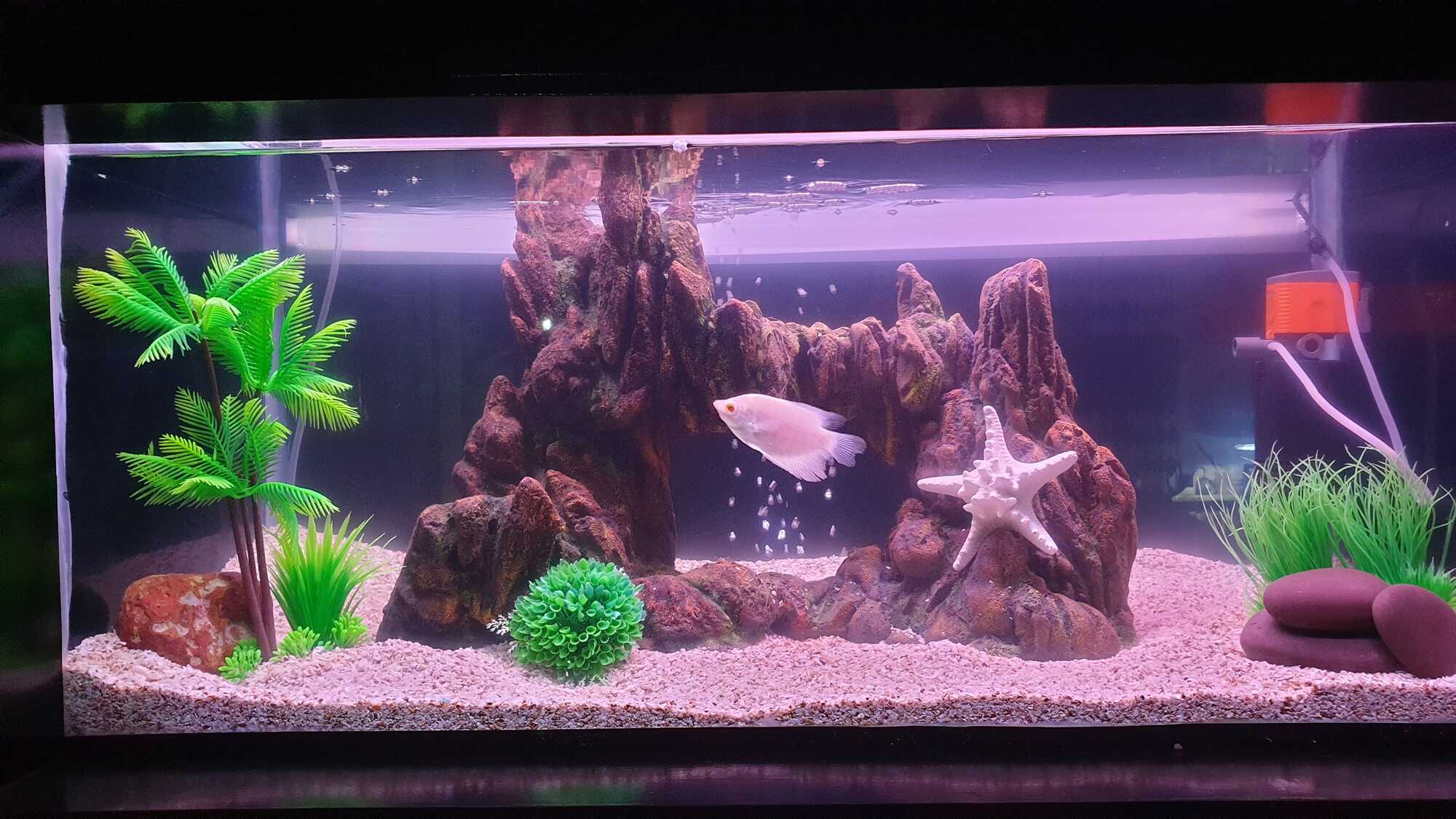 Petzlifeworld Aquarium Plant Price Starting From Rs Find