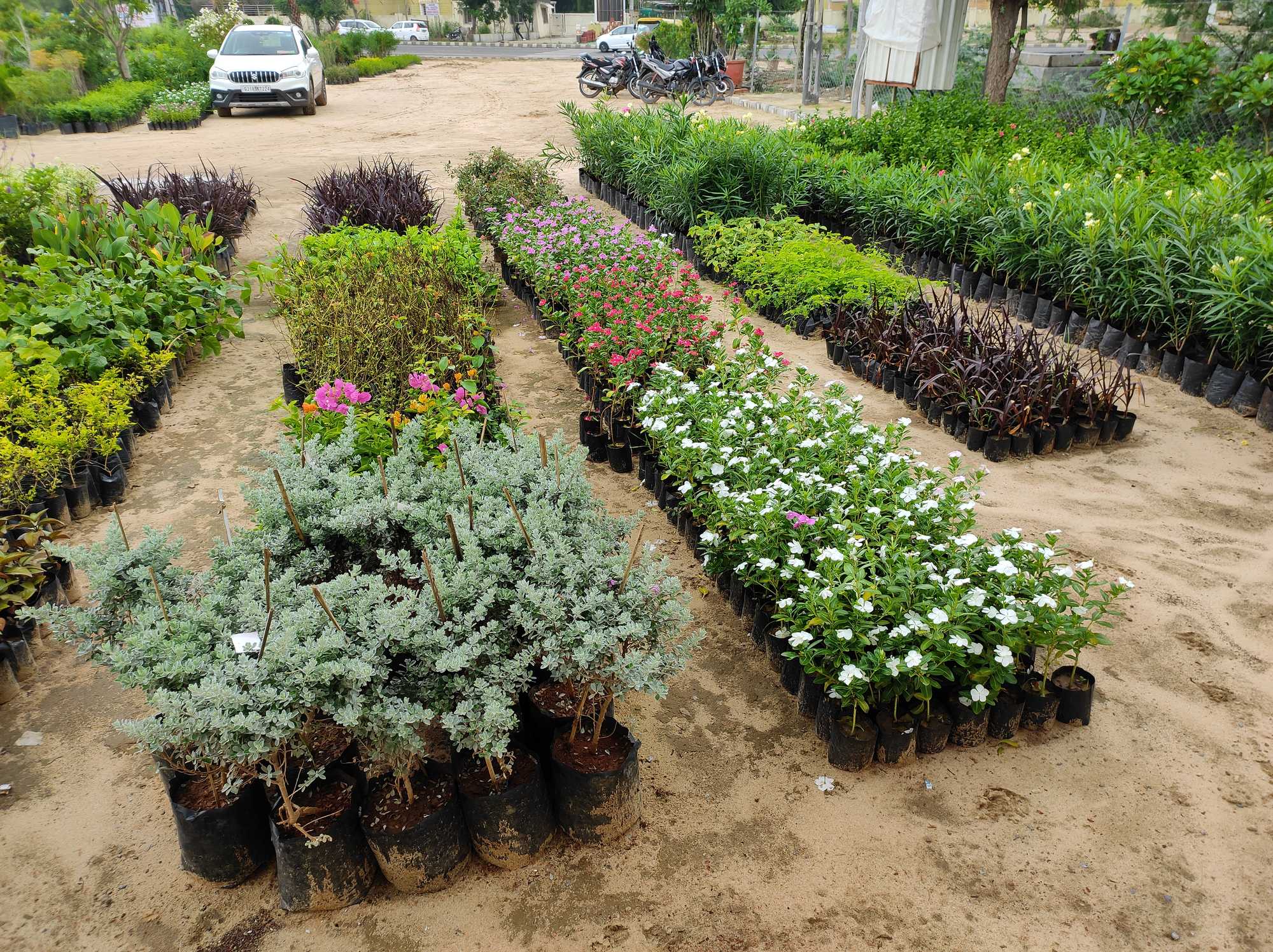 Catalogue Anand Garden Nursery in Adalaj , Gandhinagar Gujarat Justdial