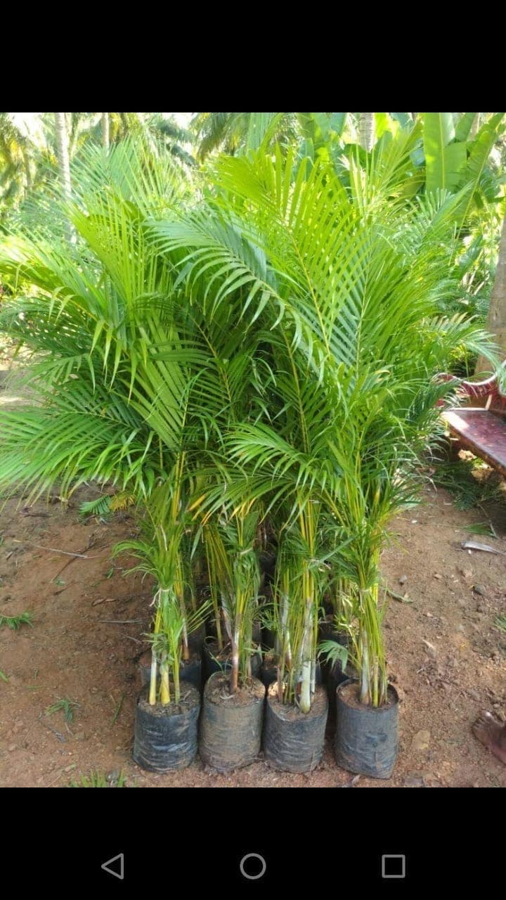 Palm Tree in Mumbai - Lush, Tall & Elegant - Justdial Verified