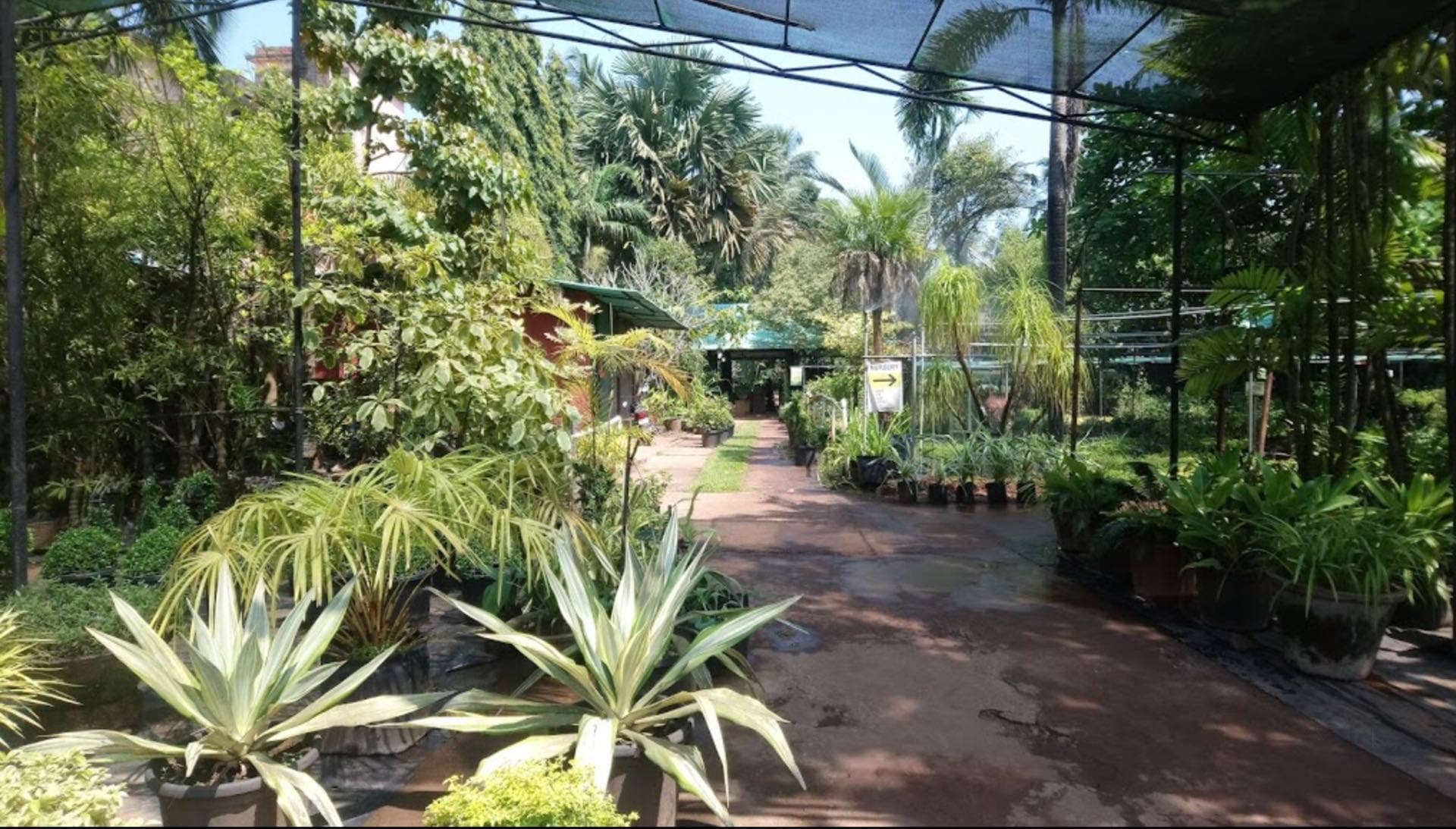 Top Plant Nurseries In Margao Best Nursery Suppliers Goa Plant Nurseries In Margao Goa