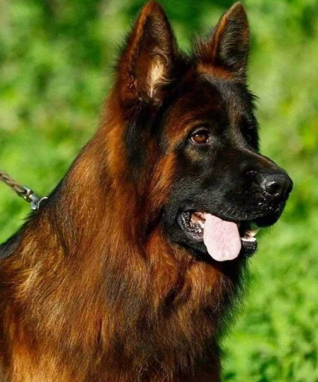 Top Pet Shops in Gorakhpur Best Pet Store near me Justdial