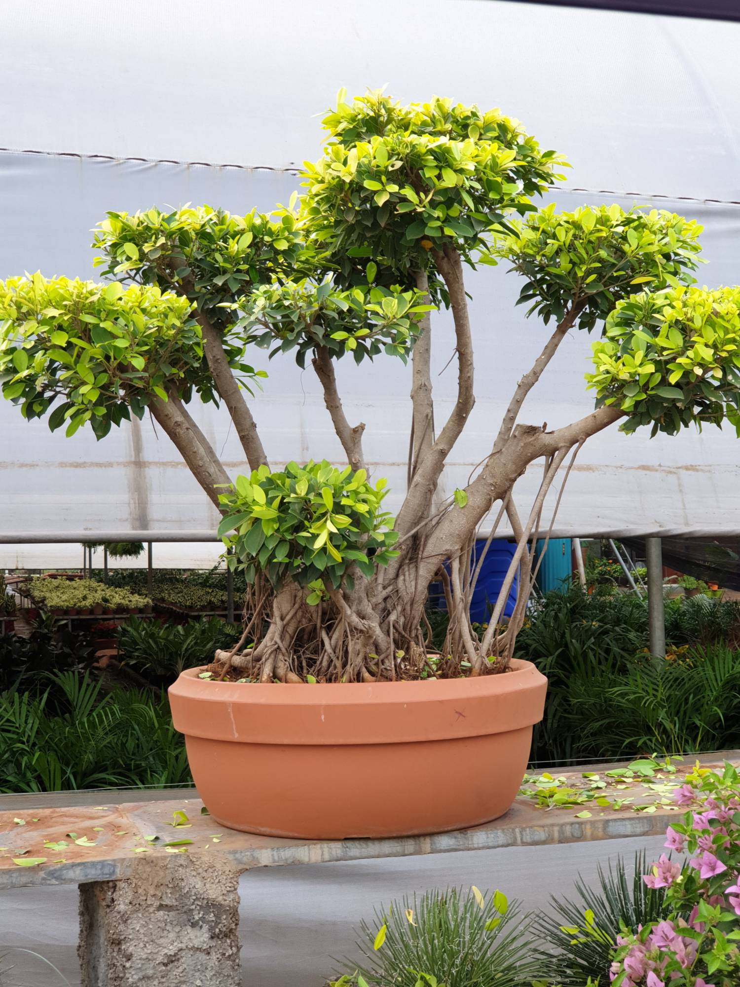 Regional Horticulture Flower Nursery In Jorabat Guwahati Regional Horticulture Flower Nursery In Jorabat Guwahati