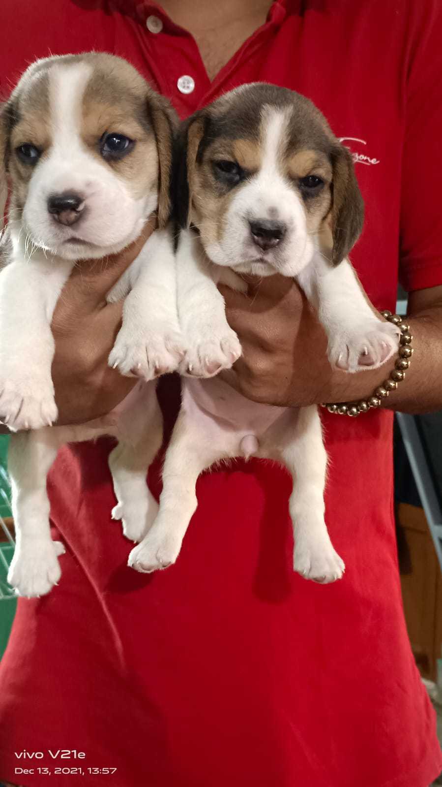 Top Pet Care Takers in Midnapore Best Dog Care Takers near me Justdial