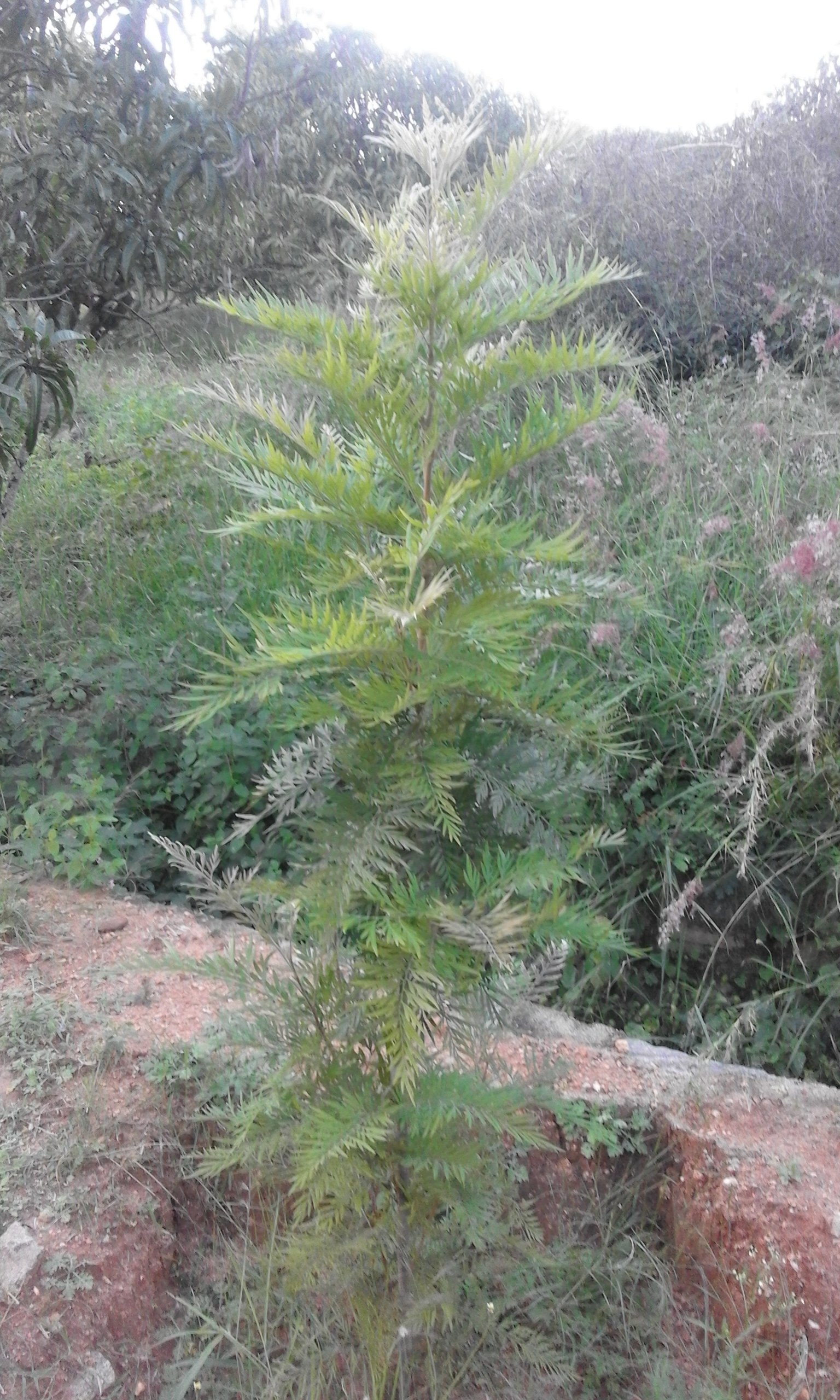 Catalogue Sri Manjunatha Nursery Plants in Appavu Nagar , Hosur