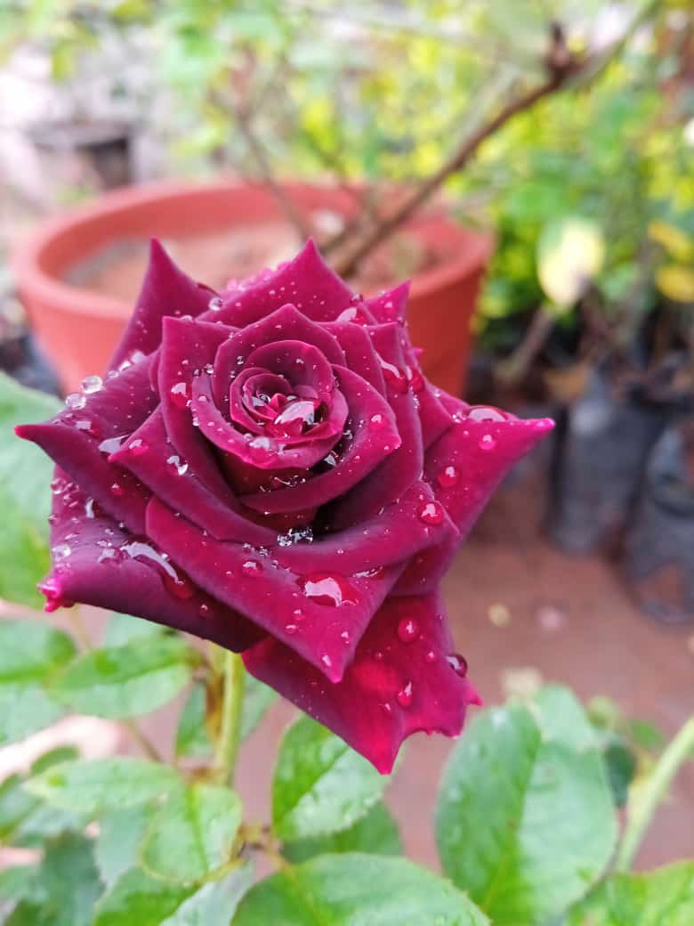 Catalogue Hitech Nursery Farm in Shoolagiri , Hosur Justdial