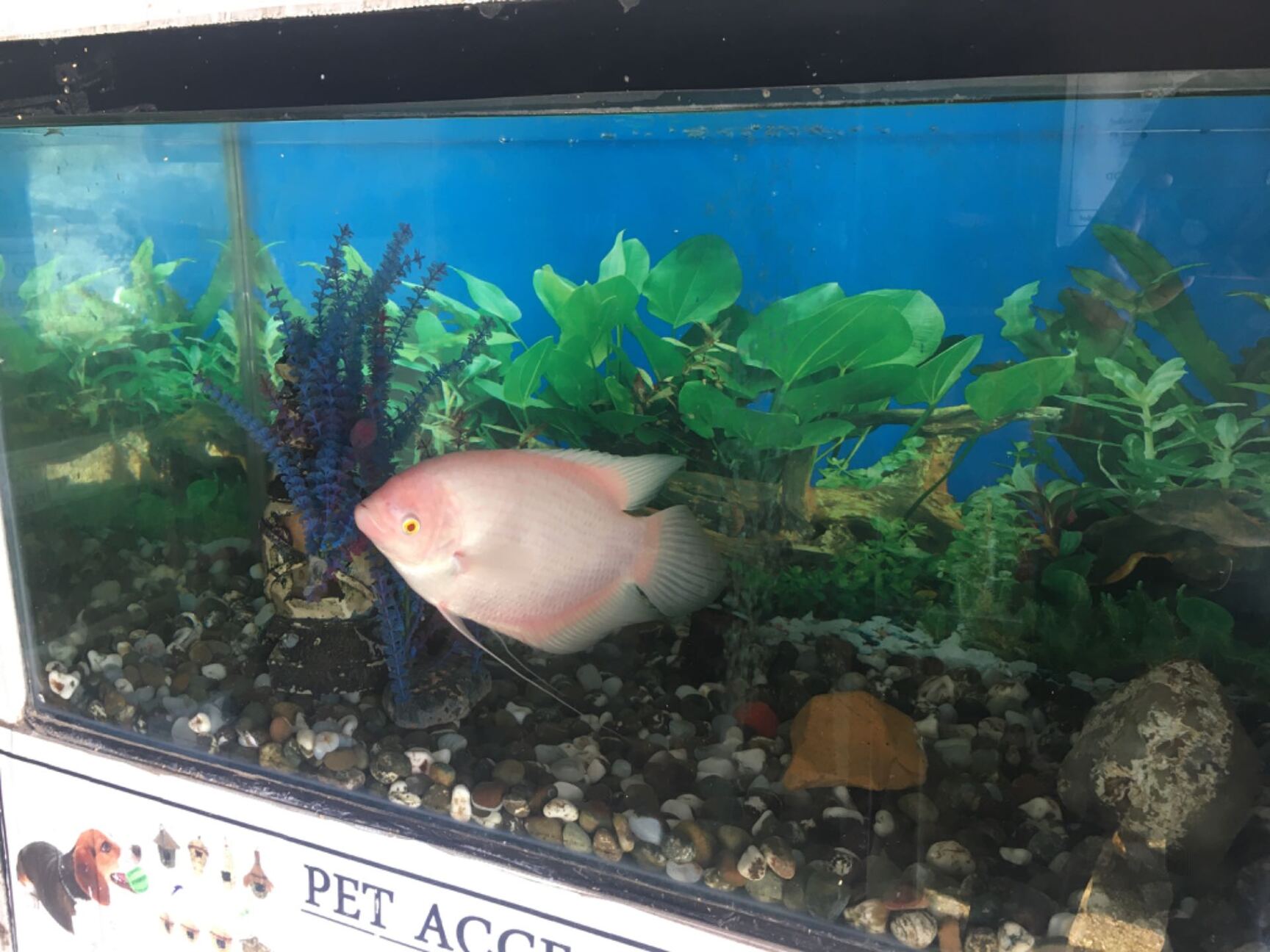 Top Pet Shops For Birds in Dilsukhnagar Best Bird Shops Hyderabad