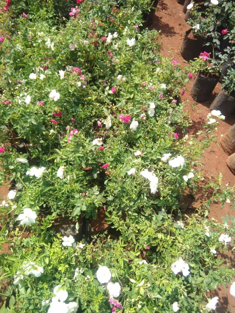 Top 100 Plant Nurseries in Hyderabad Best Nursery Plant Suppliers