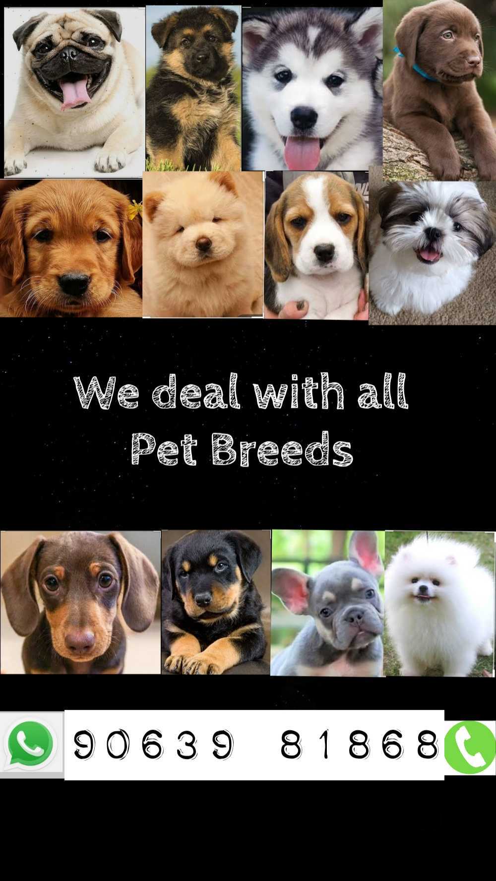 Top 50 Pet Shops in Kukatpally, Hyderabad Best Pet Store & Suppliers
