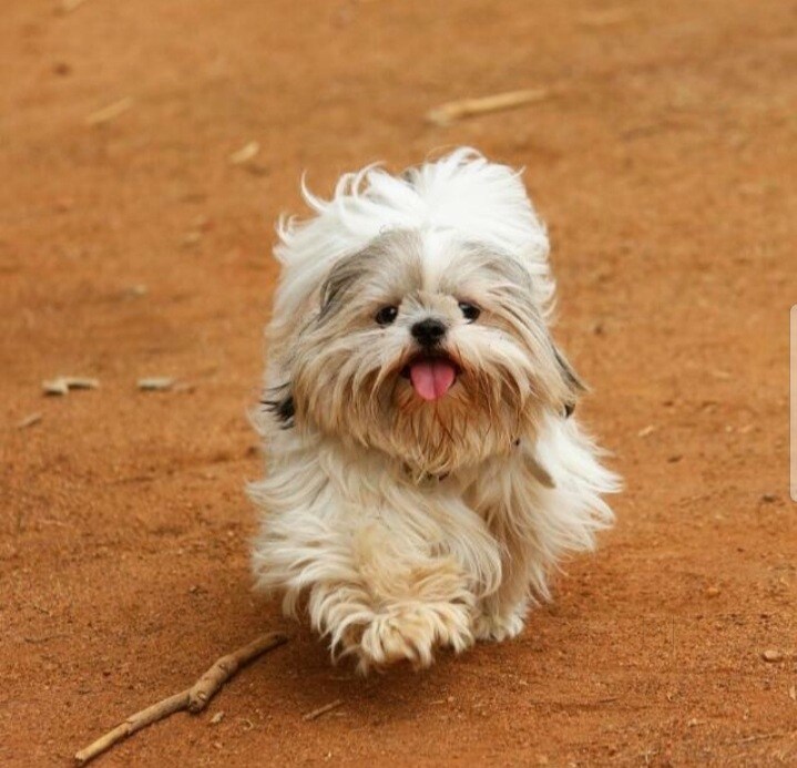 Top 30 Pet Shops For Dog in Uppal Best Pet Store Justdial