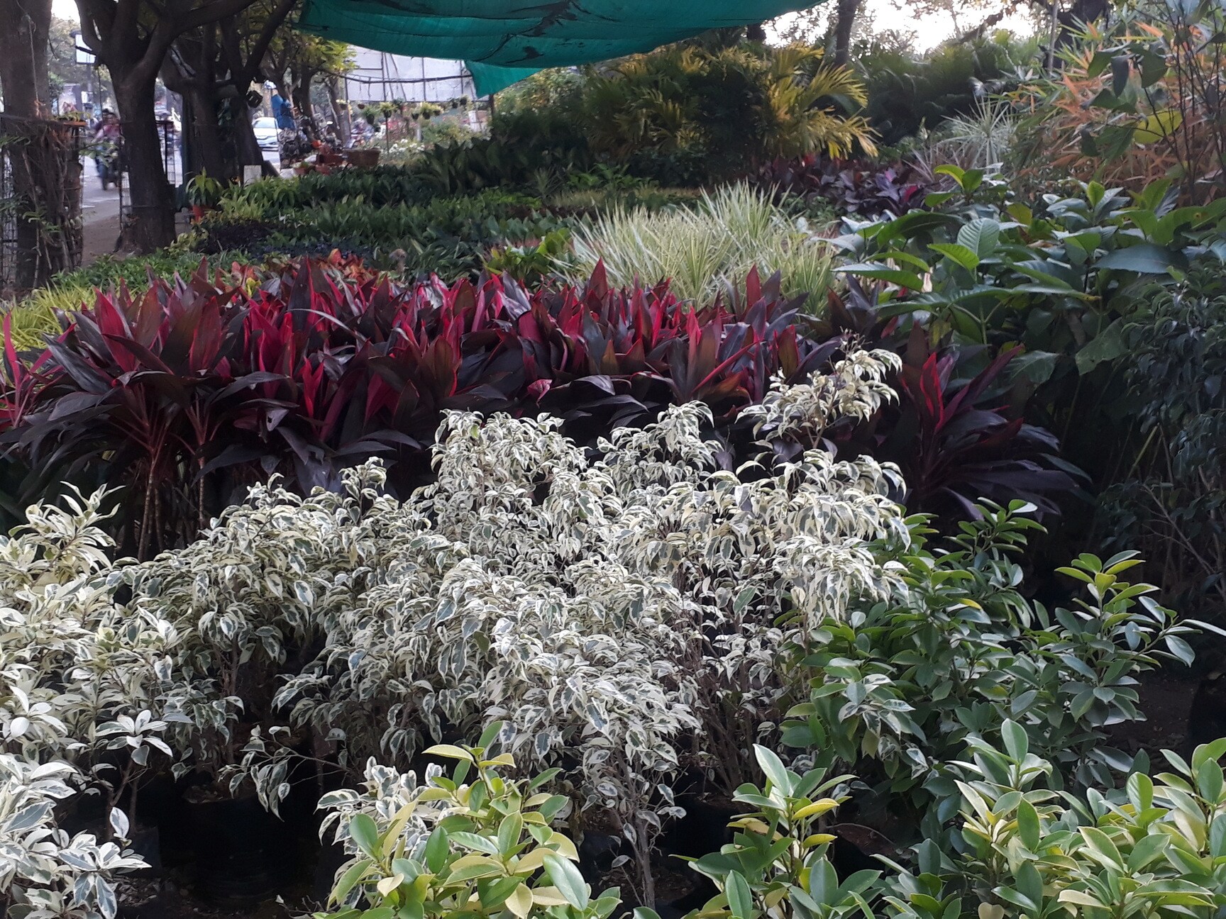 Catalogue Ayyappa Nurseries And All Services in Kukatpally