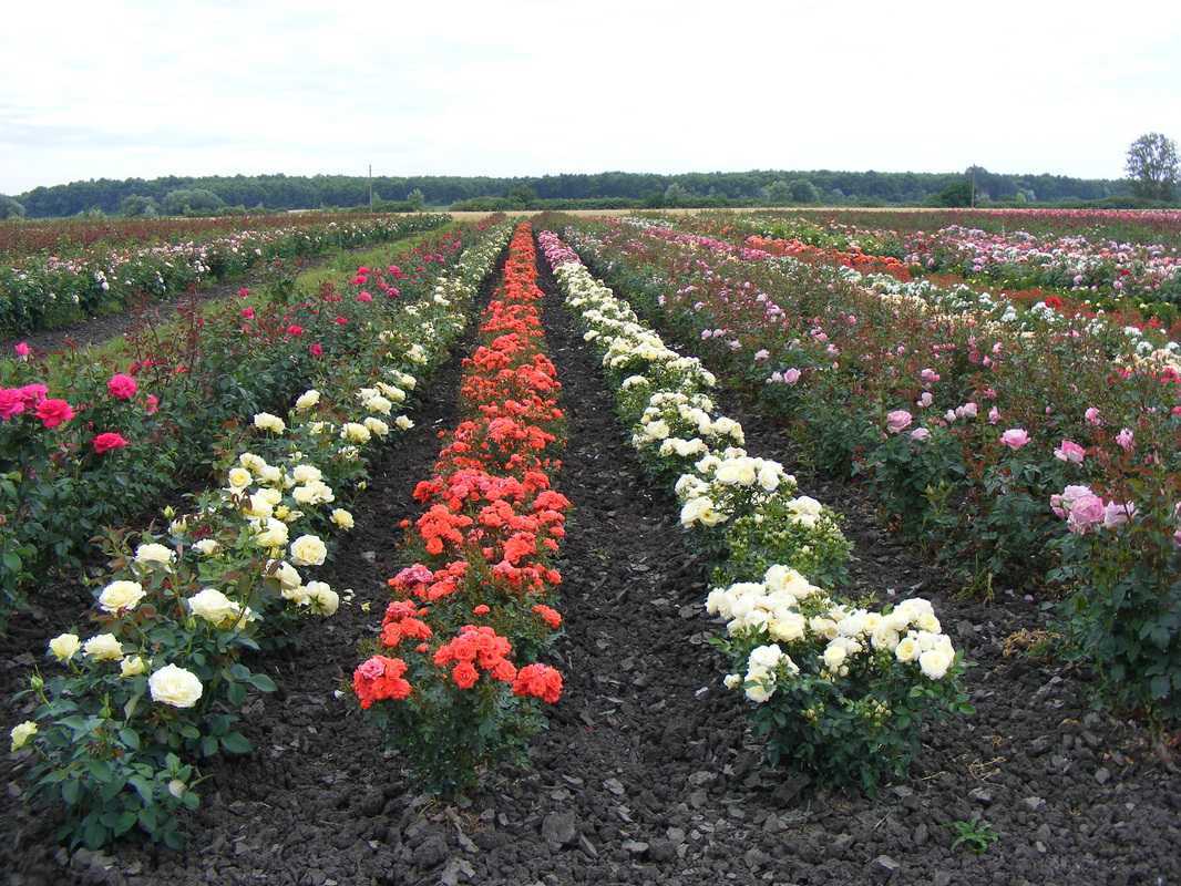 Top 100 Plant Nurseries in Hyderabad Best Nursery Plant Suppliers