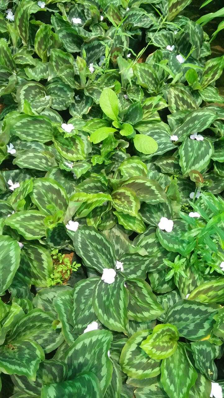 Catalogue Ayyappa Nurseries And All Services in Kukatpally