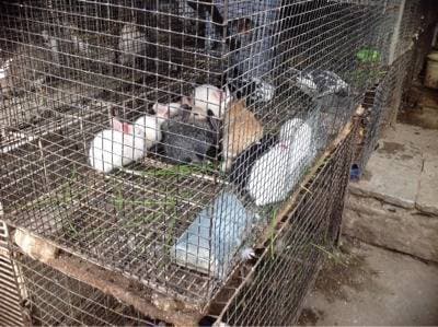 charminar pet market