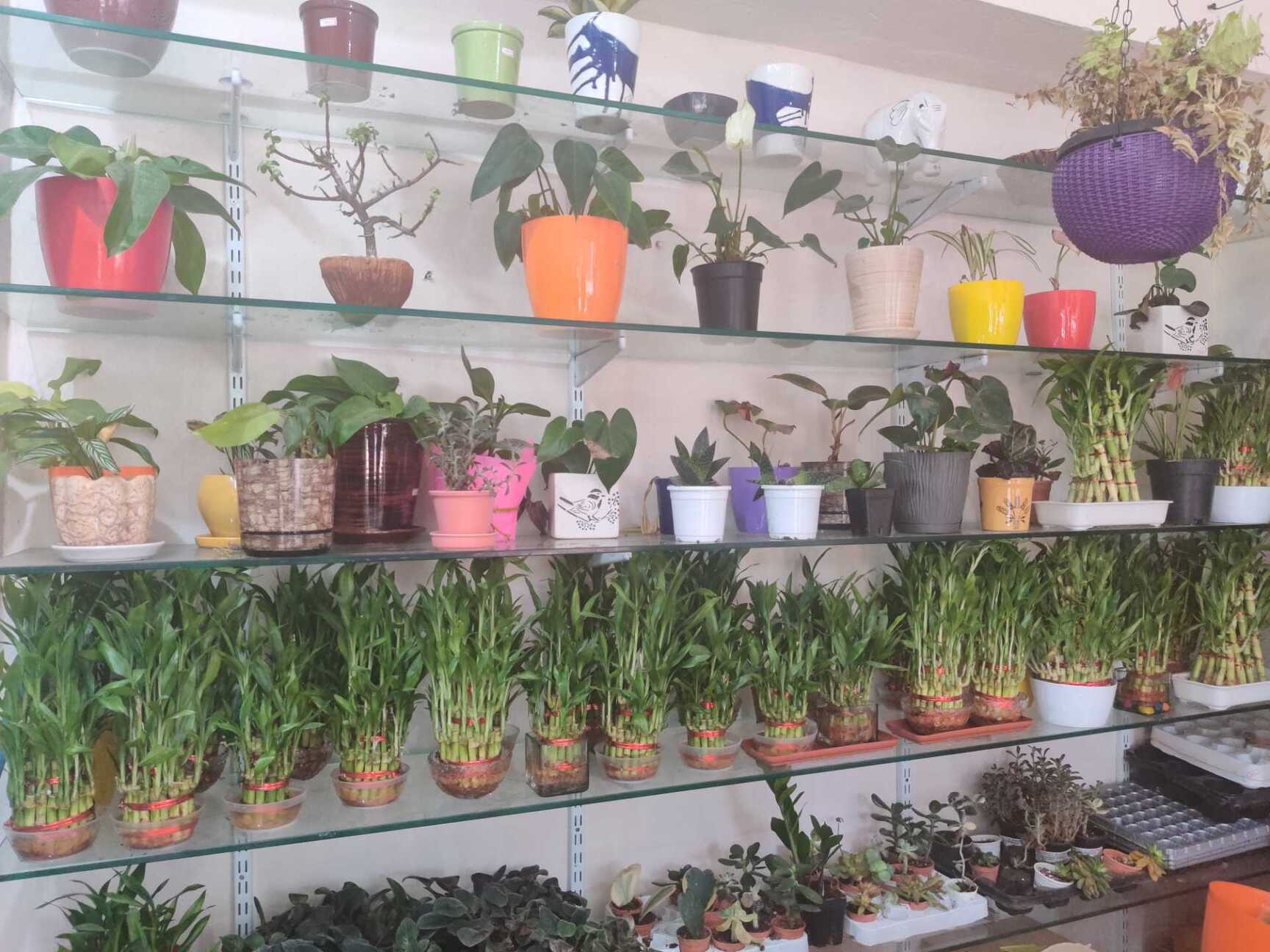 Top 100 Indoor Potted Plant Dealers in Hyderabad Best Indoor