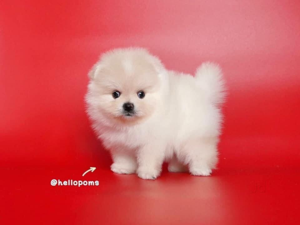 Top 30 Pet Shops For Dog in Madhapur Best Pet Store Justdial