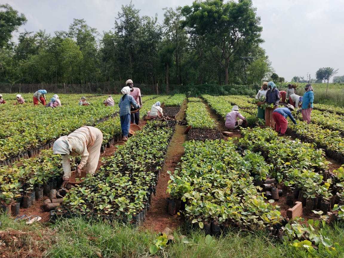 Top 30 Plant Nurseries in Moosapet Best Nursery Plant Suppliers