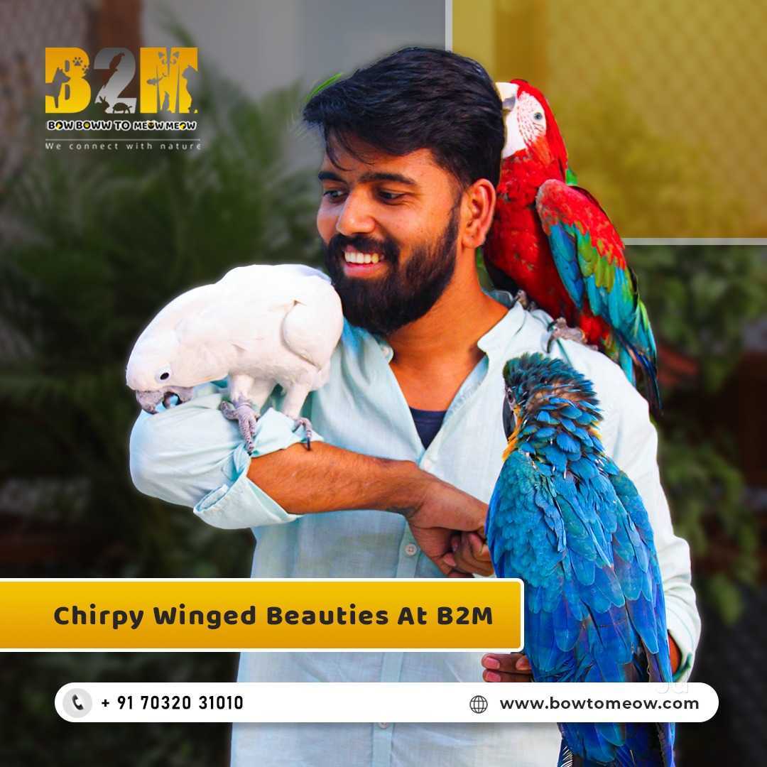 Top Pet Shops For Mudhol Hound Dog in Kukatpally Best Pet Stores For