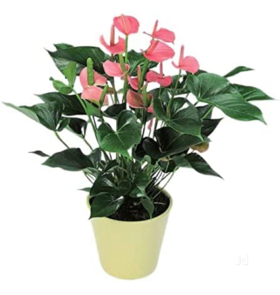 Catalogue Ayyappa Nurseries And All Services in Kukatpally