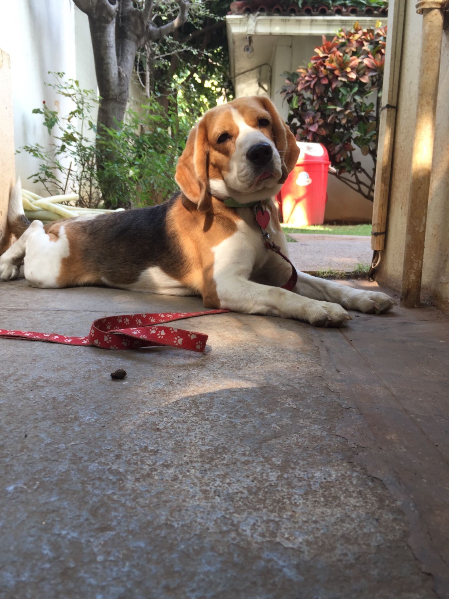 how often do you need to professionally groom a banjara hound