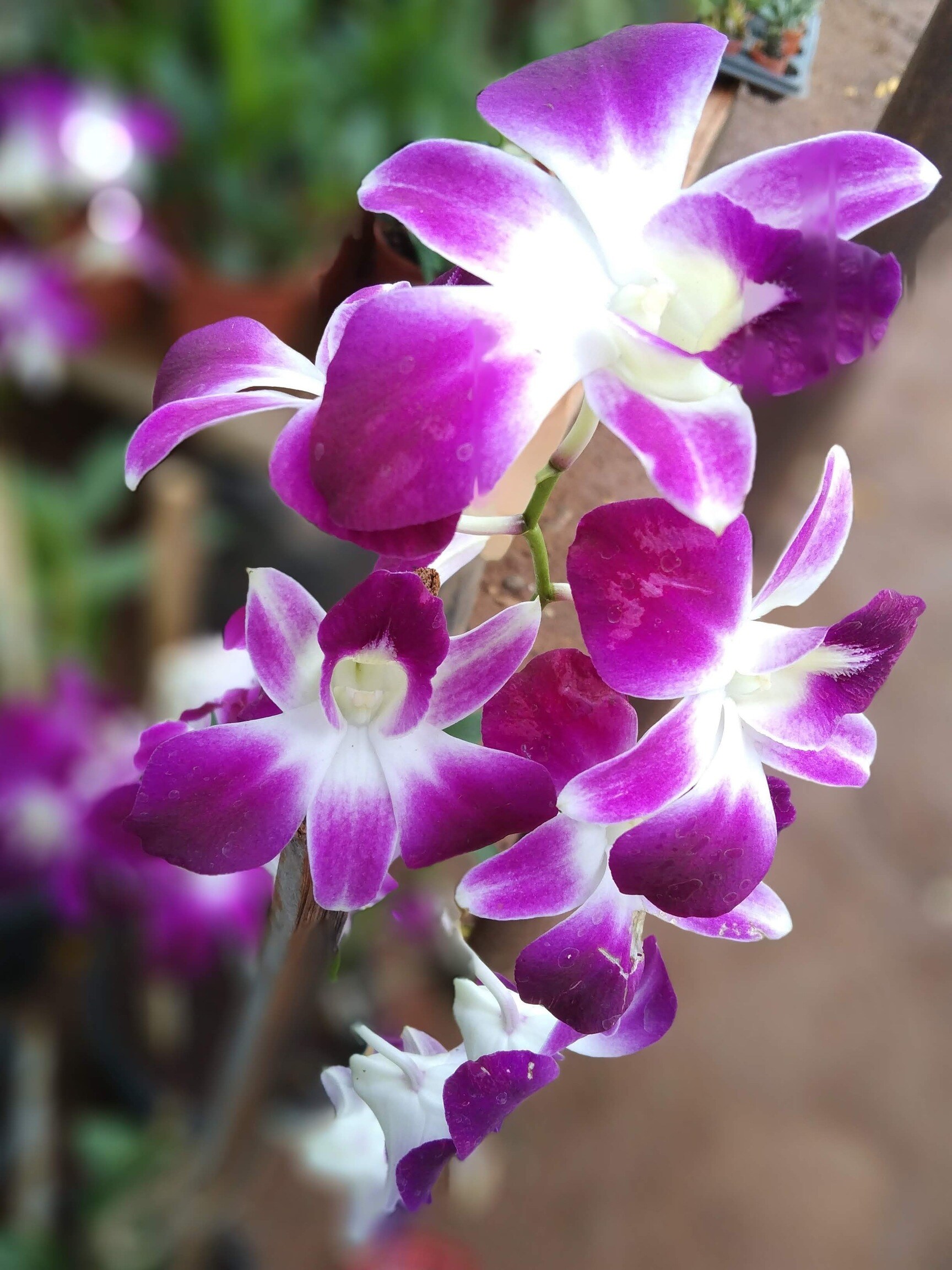 Catalogue Ayyappa Nurseries And All Services in Kukatpally