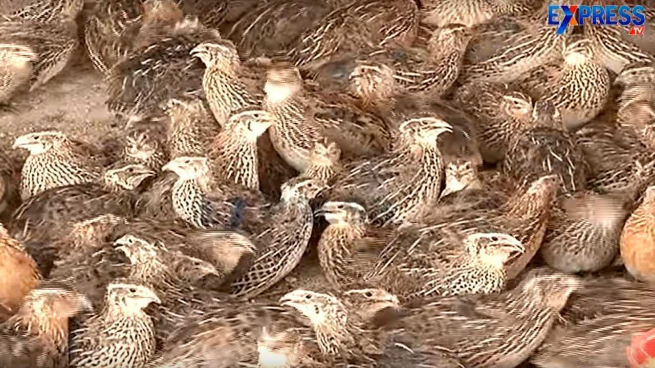 Top Turkey Bird Farming in Hyderabad टर्की बर्ड फार्मिंग, हैदराबाद