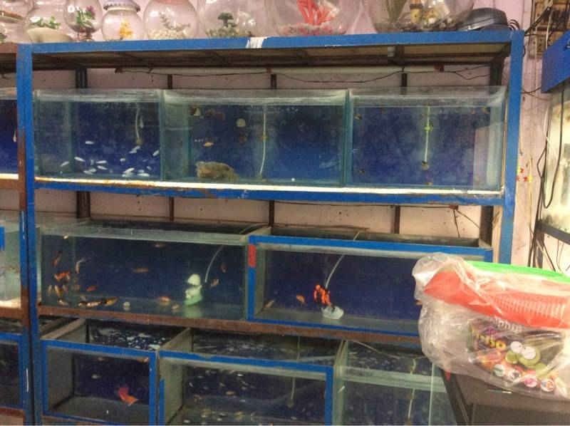 Catalogue Manikanta Aqua Pet in Kukatpally , Hyderabad Justdial