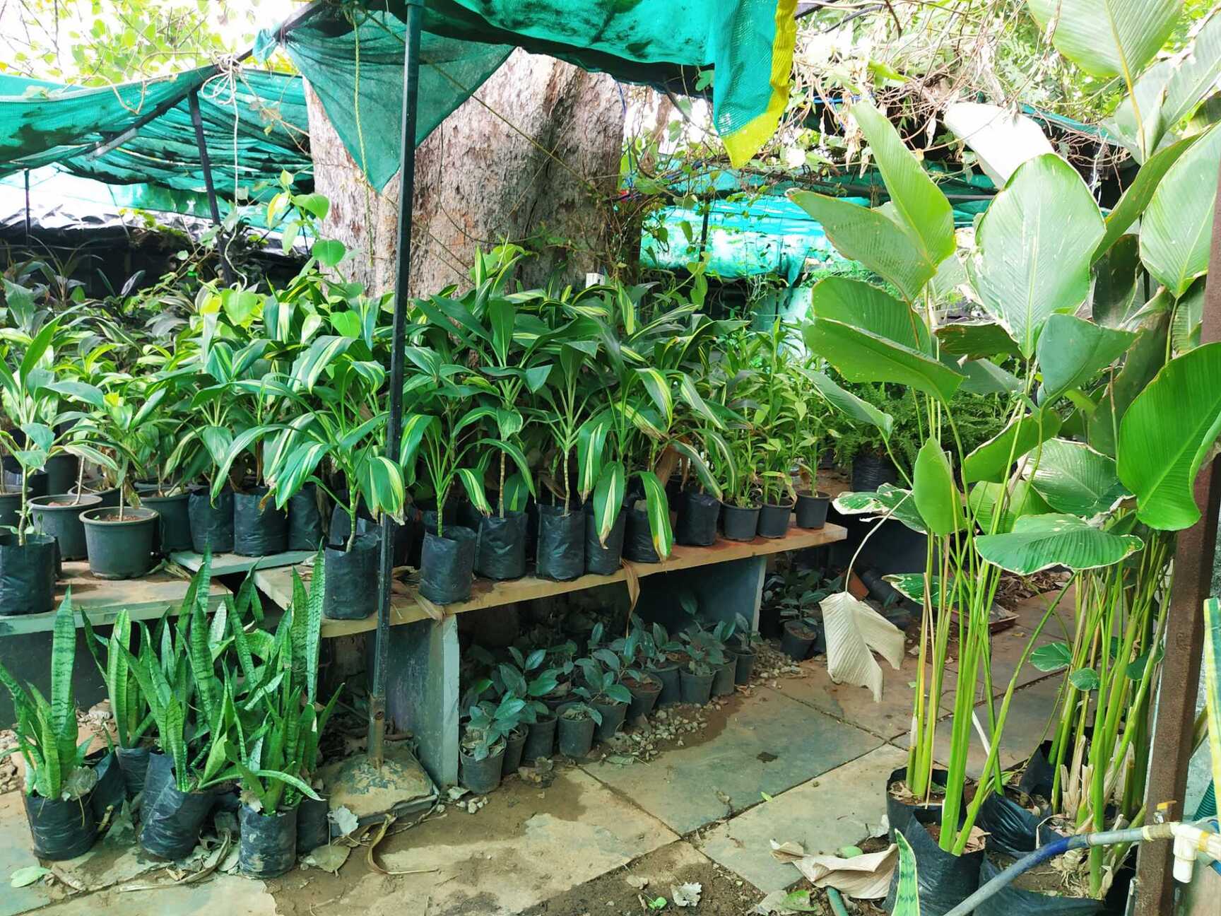 Golden Nursery Mud Fort Plant Nurseries In Hyderabad Justdial Golden Nursery Mud Fort Plant