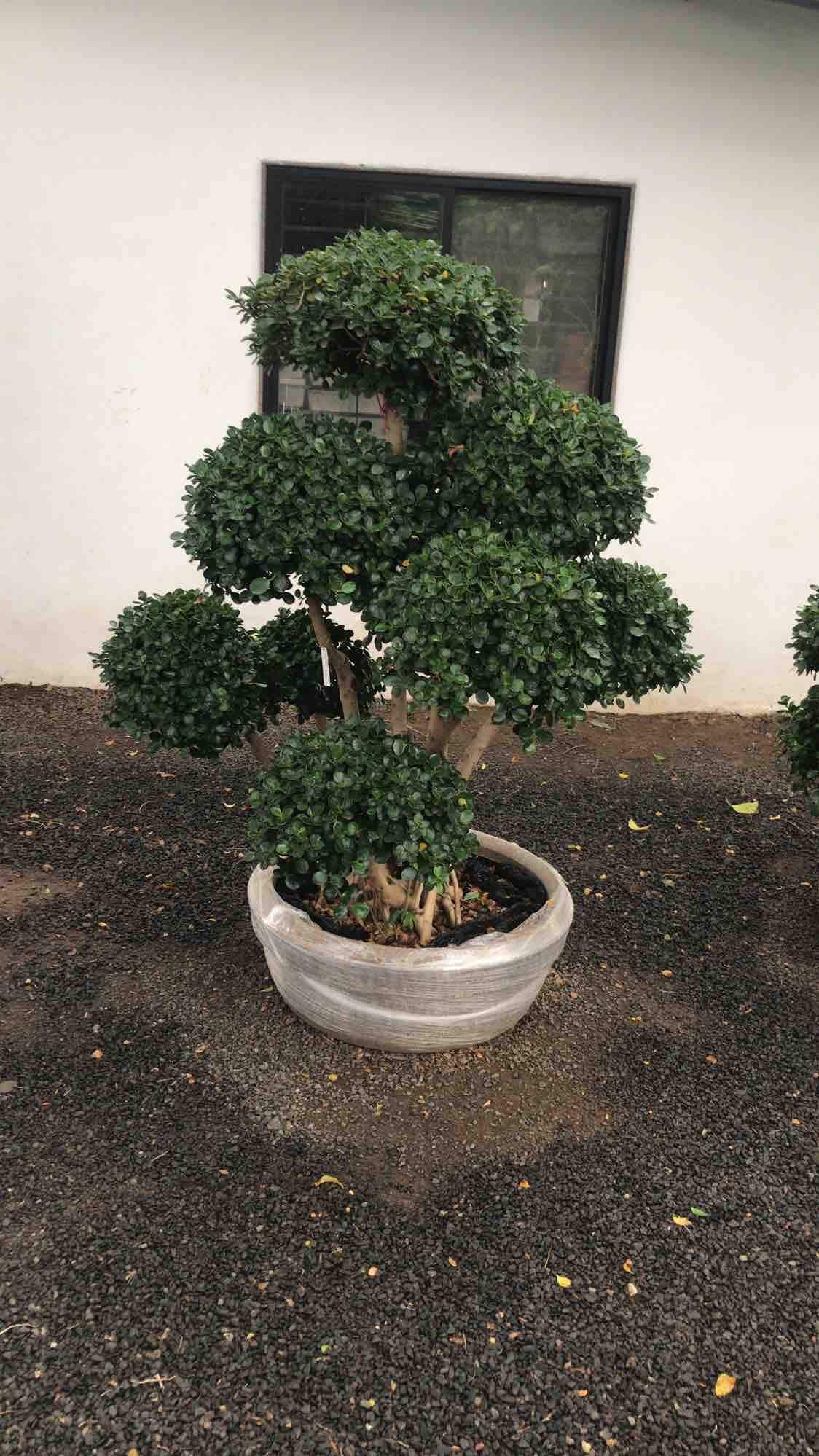 Green House Nursery Khandwa Road Plant Nurseries In Indore Justdial