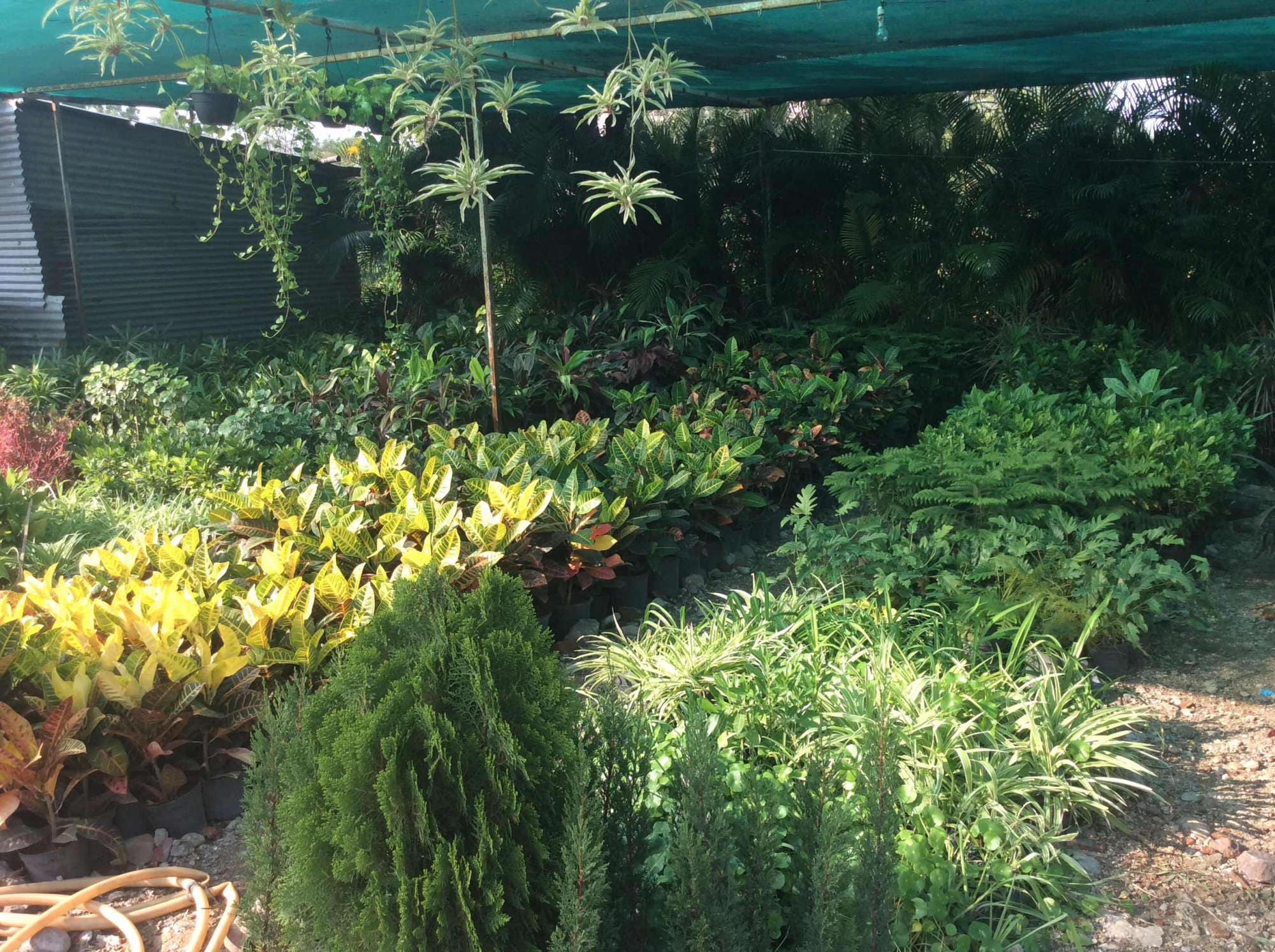Shivani Nursery Farms In Indore Justdial Shivani Nursery Farms In Indore