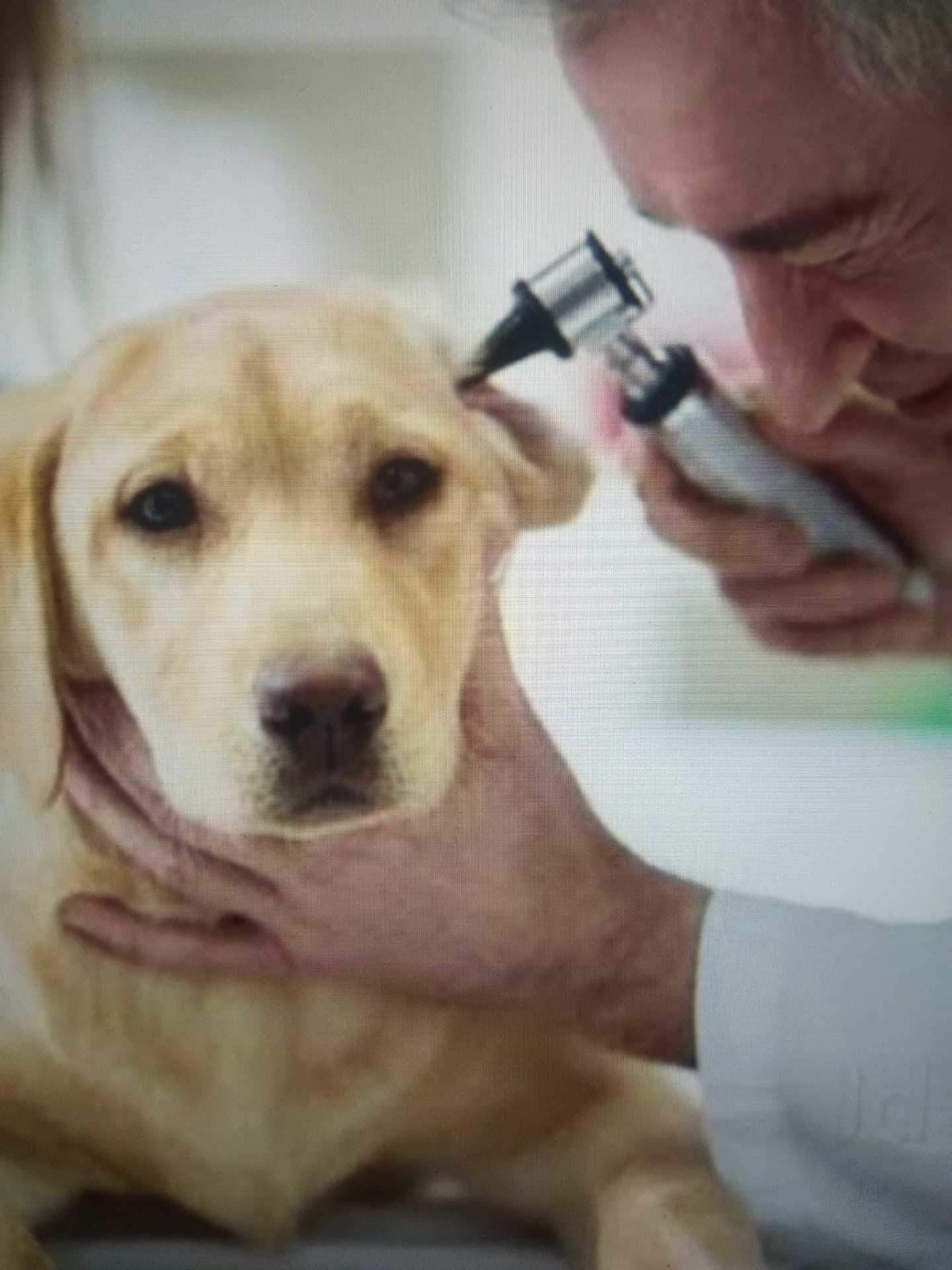 Top Veterinary Doctors For Tortoise in Jaipur Best Turtle