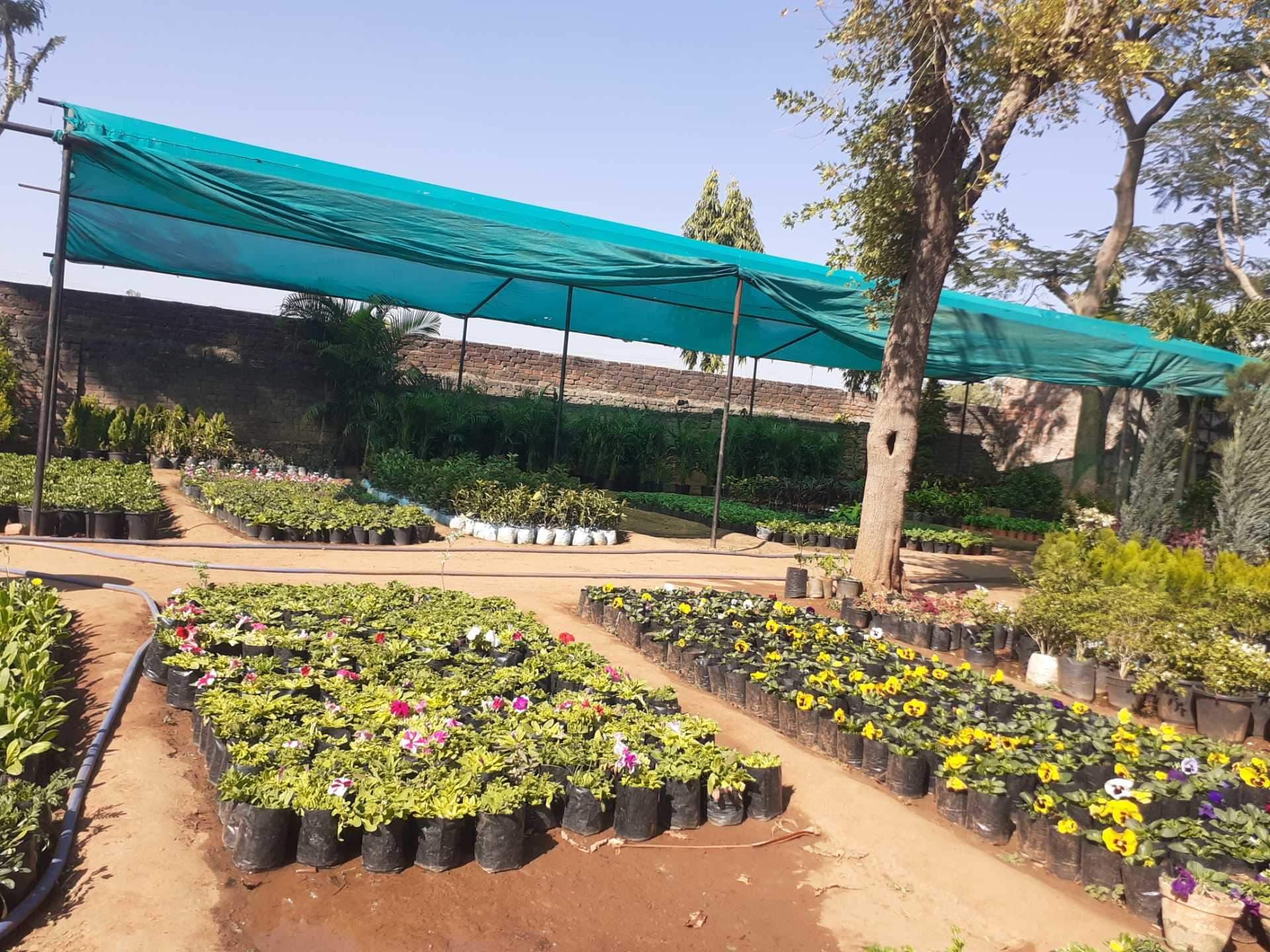 Top 30 Plant Nurseries in Mansarovar Best Nursery Plant Suppliers