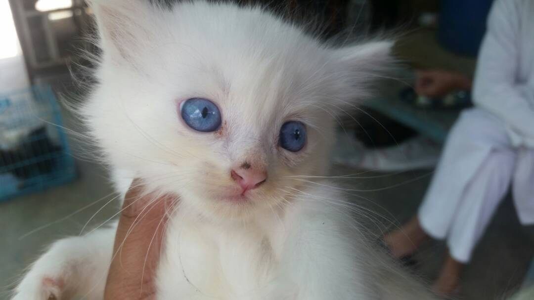 Top 30 Pet Shops For Persian Cat in Jaipur Best Persian Cat Dealers Justdial