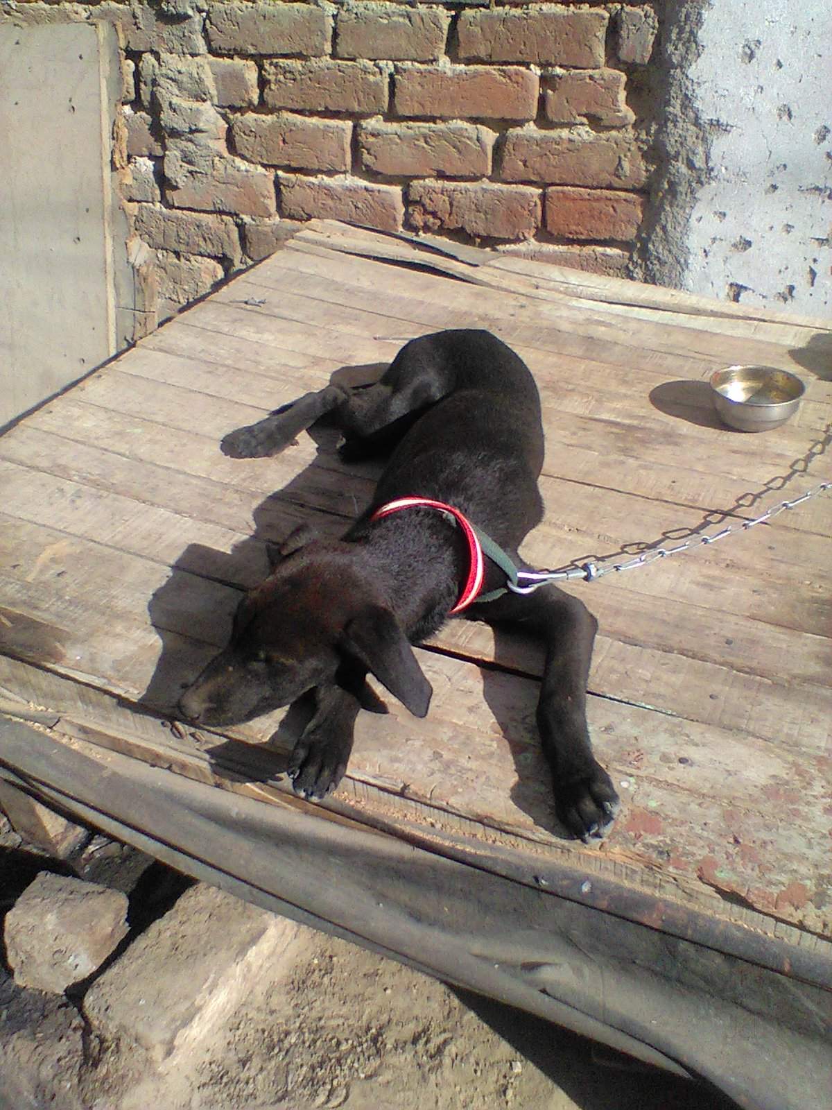 durgapura dog hospital