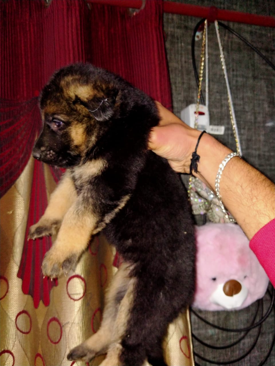 Top 20 Pet Shops For Cat in Jalandhar Best Pet Shops For Kitten