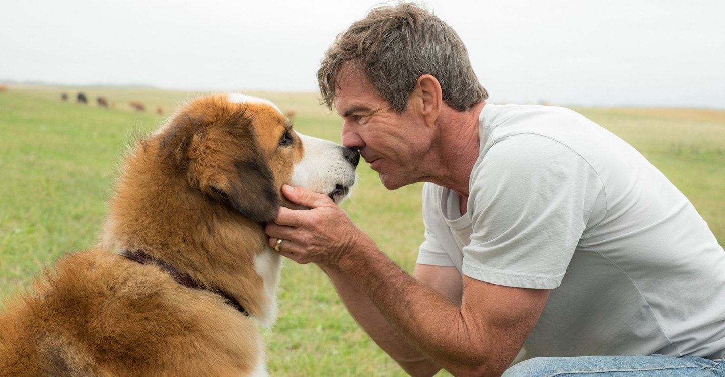 Watch A Dogs Purpose Full movie Online In HD Find where to watch it