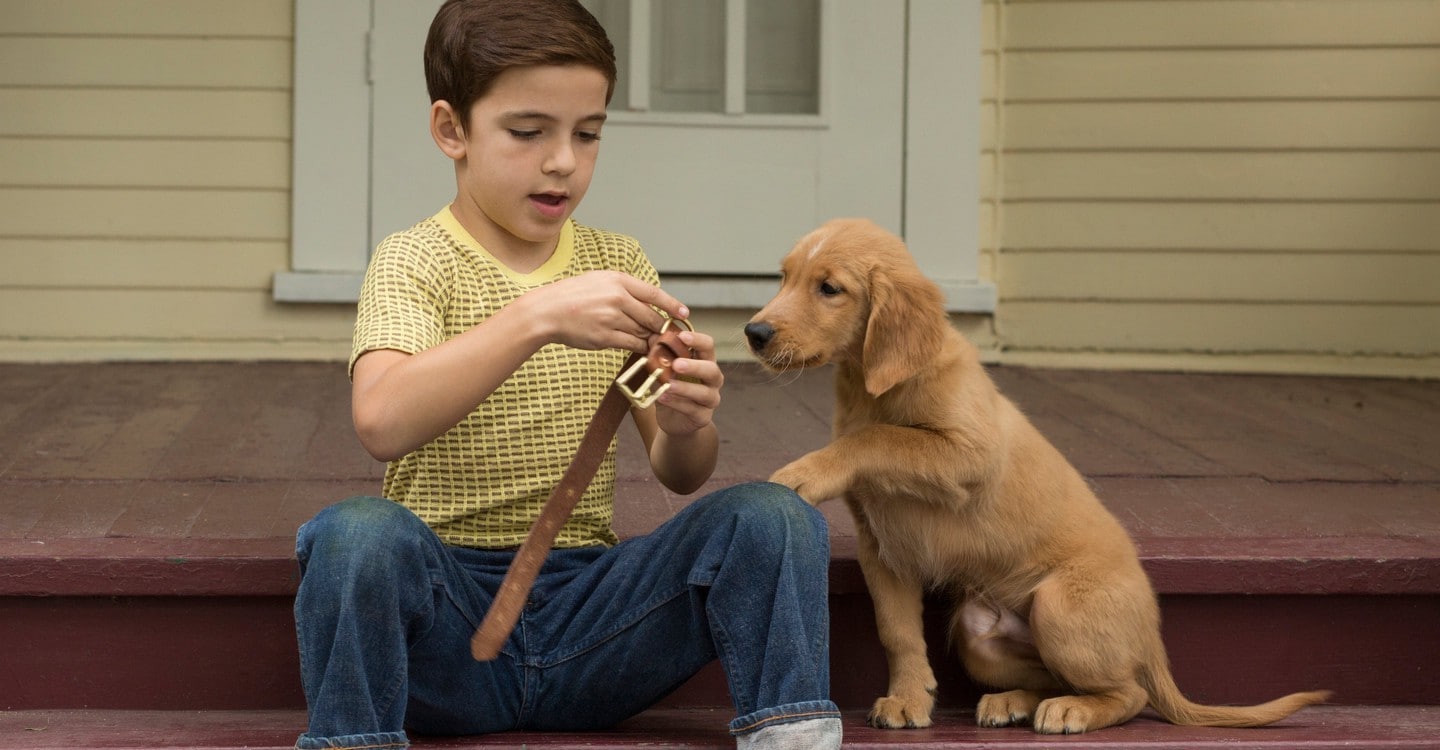 a dogs purpose watch online