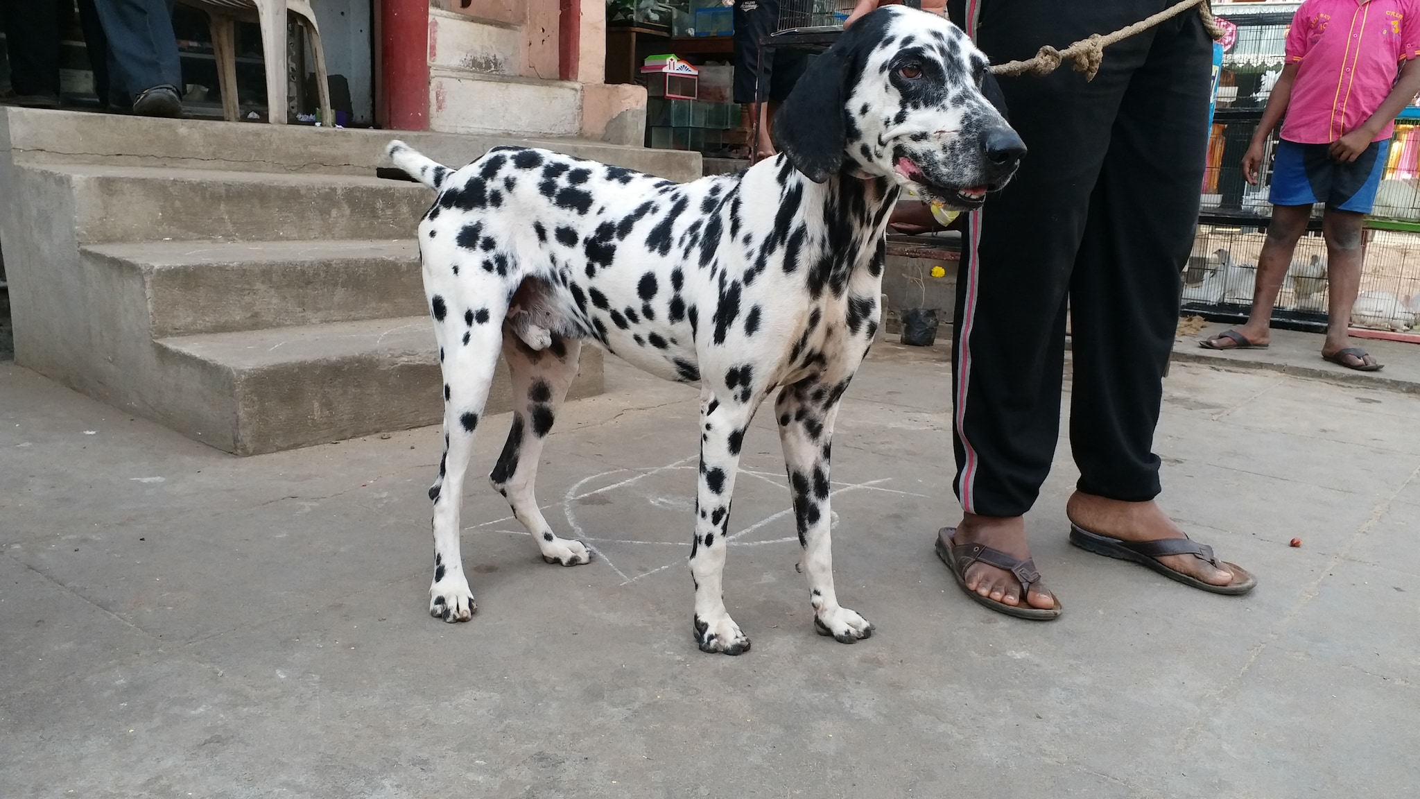 Top Pet Shops For Imported Dog in Narayanguda Best Pet Stores For