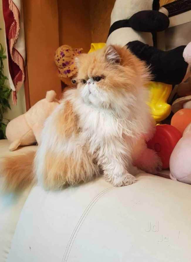 Top Pet Shops in Taliparamba, Kannur Best Pet Store & Suppliers