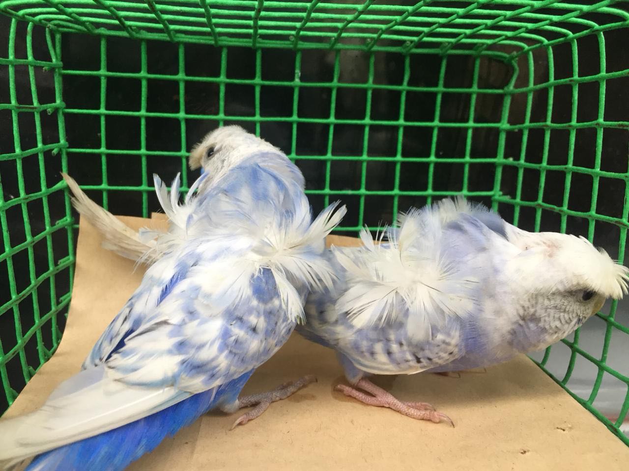 Top Pet Shops For Hamster in Kannur Best Hamster Dealers Justdial