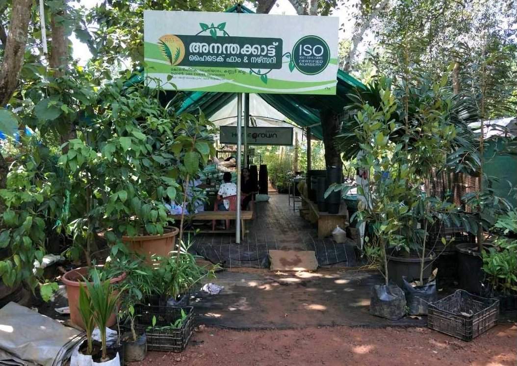 Top 30 Fruit Plant Nurseries in Kannur Best Custard Apple Plant Dealers Justdial