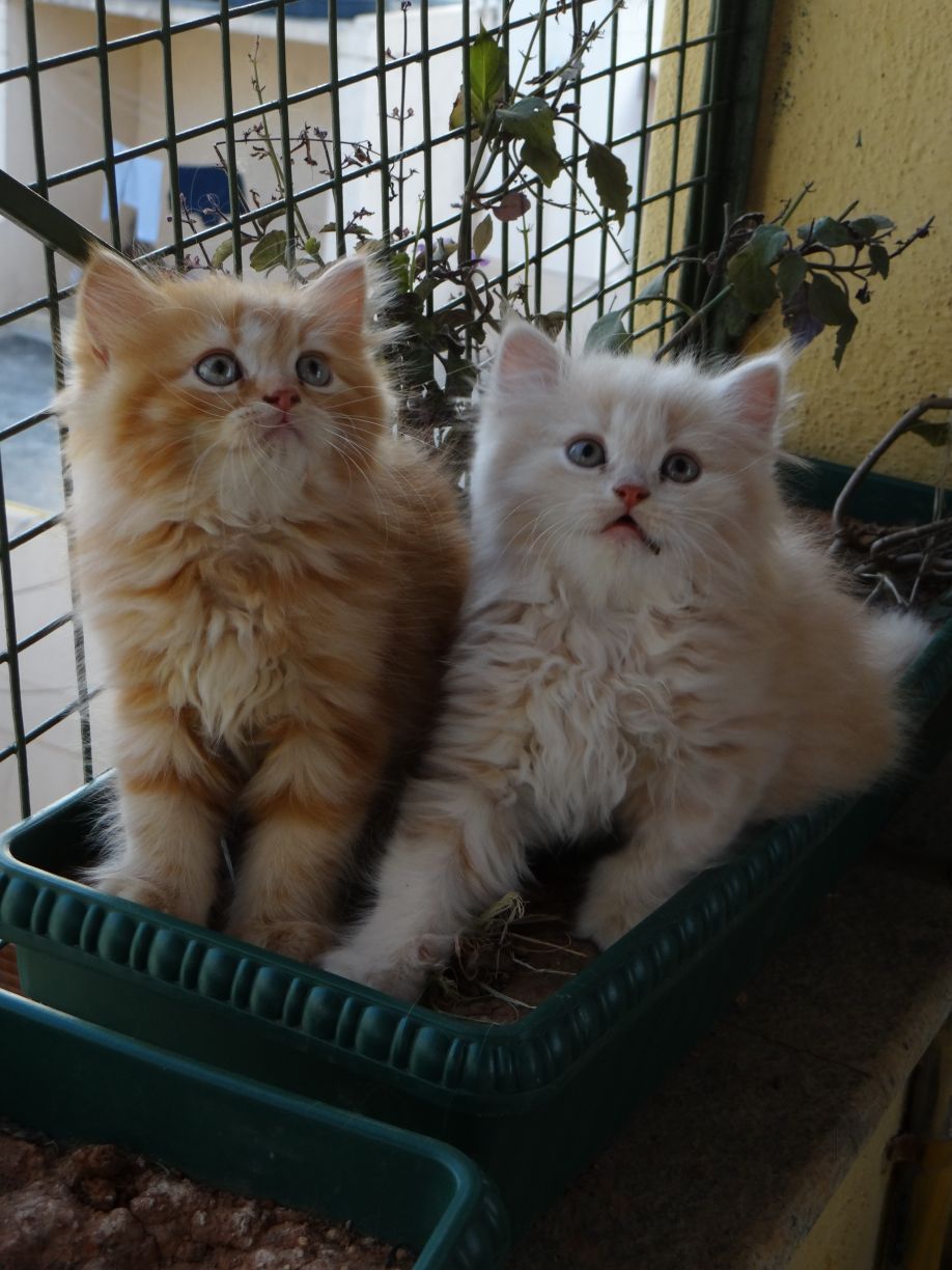 Top 10 Pet Shops For Persian Cats in Kannur Best Persian Cat Dealers
