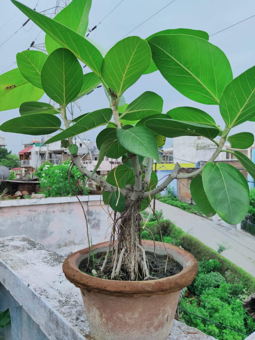 Top Plant Nurseries in Panki,Kanpur Best Government Plant Nurseries