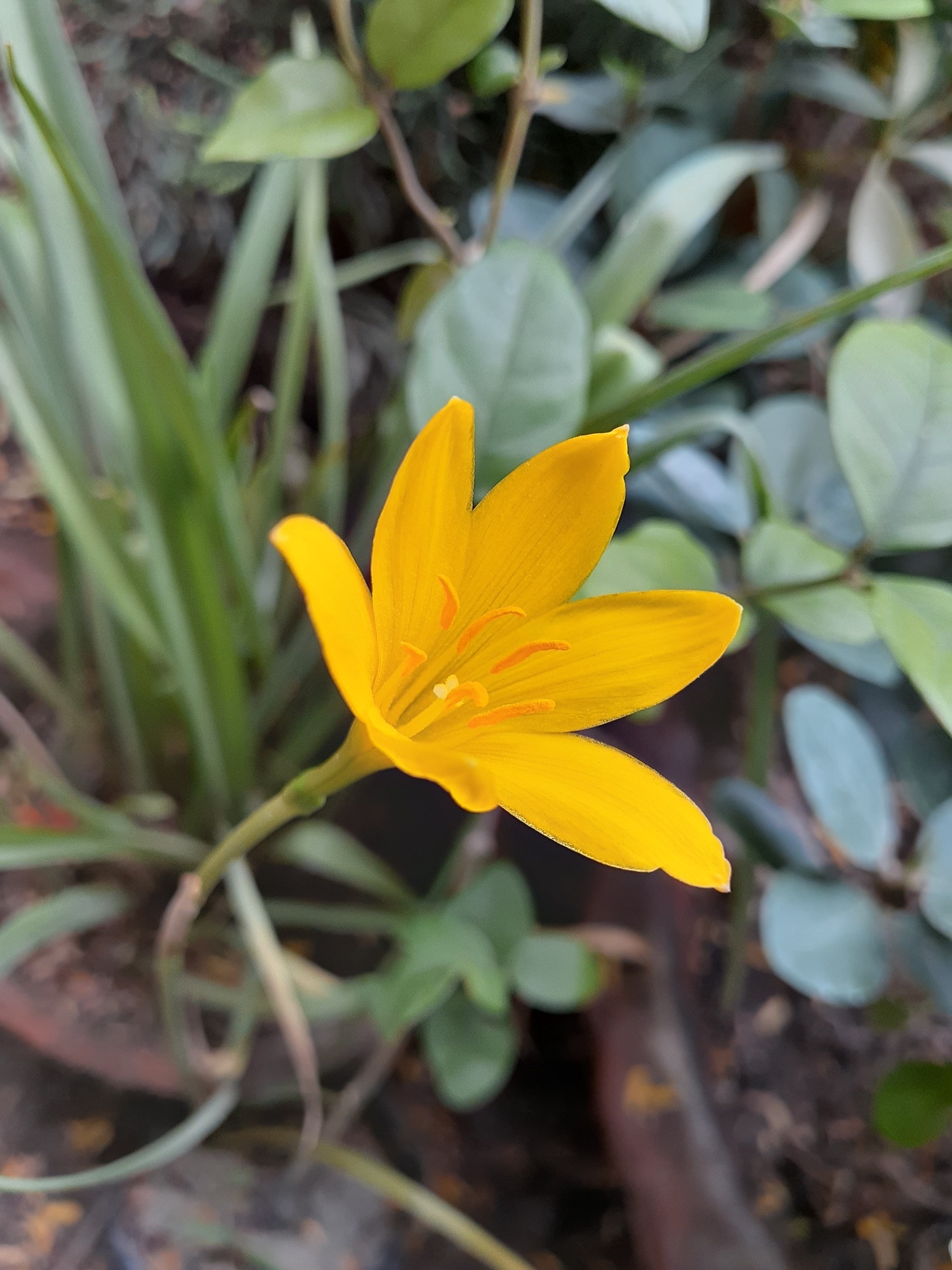 Top Plant Nurseries in Panki,Kanpur Best Government Plant Nurseries