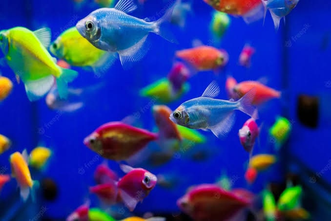 In Pune Wholesale Tropical Fish Wholesale Live Fish 2025