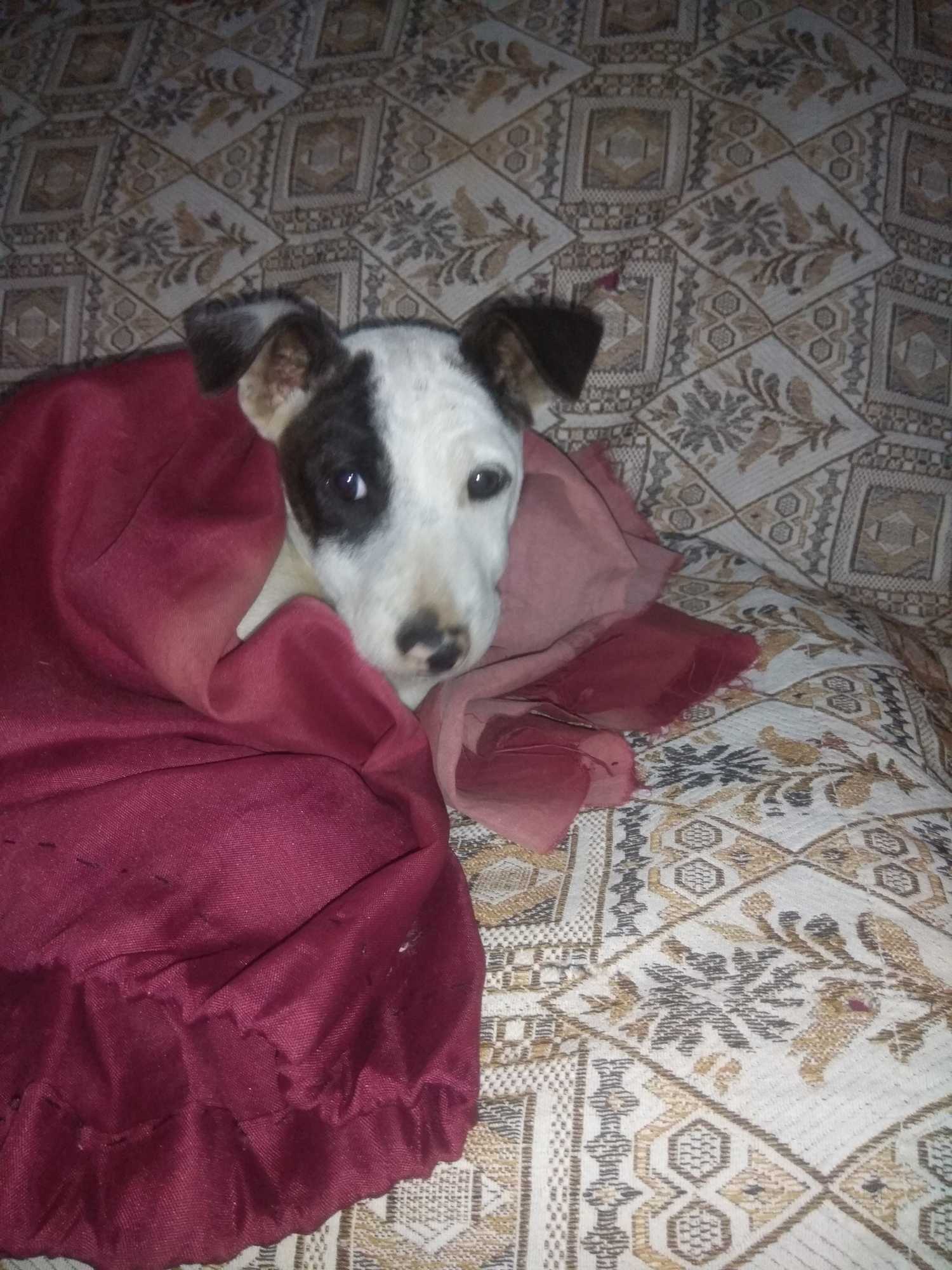 Top Pet Care Takers in Midnapore Best Dog Care Takers near me Justdial