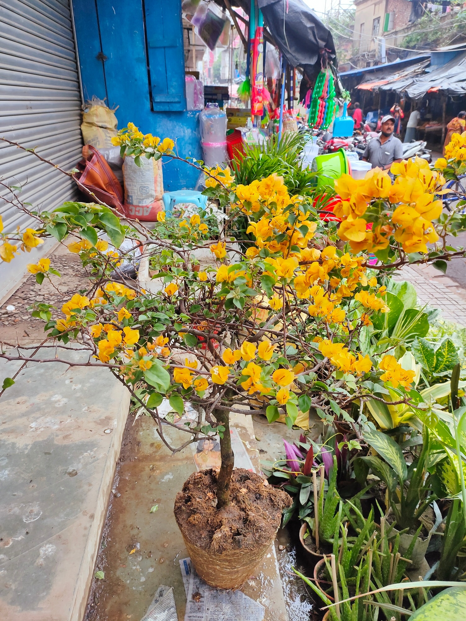 Catalogue Dutta Nursery & Exterior in Mukundapur , Kolkata Justdial